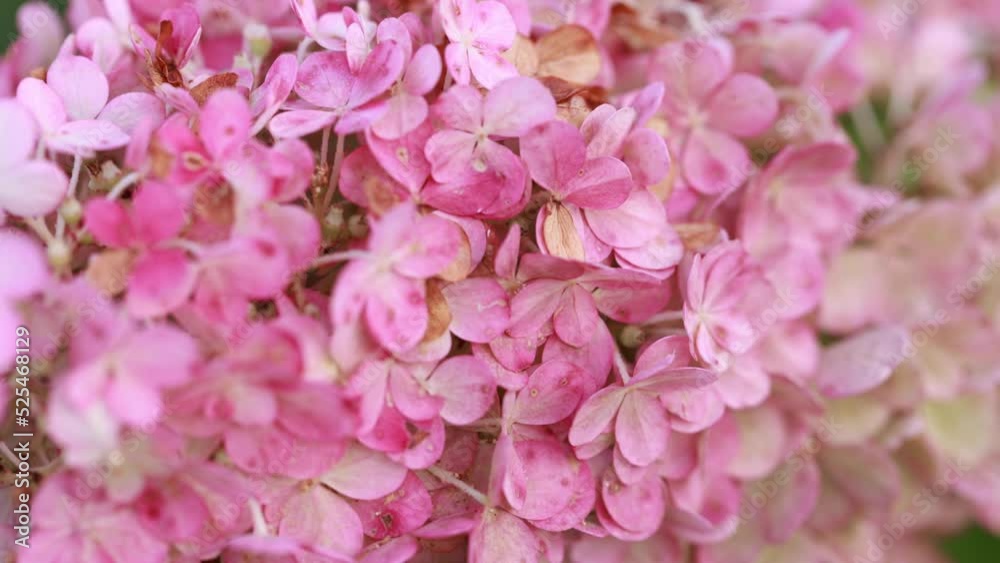 close up of pink hydrangea close up of pink hydrangea