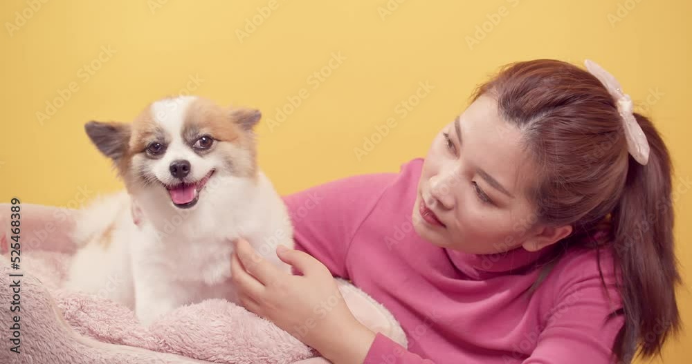 Asian gorgeous young woman playing with chihuahua mix pomeranian dogs for relaxation on bright yellow background. Love the animal concept. Asian gorgeous young woman playing with chihuahua mix pomeranian dogs for relaxation on bright yellow background. Love the animal concept.