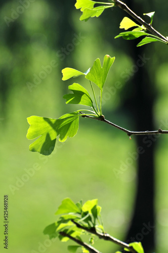 green ginkgo leaves in spring