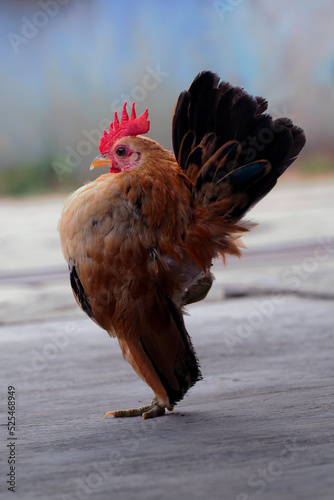 Malaysian Serama Chicken on the floor