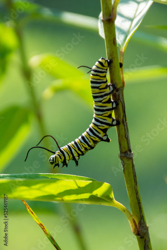 Monarch Butterfly caterpillar on Milkweed © Michele
