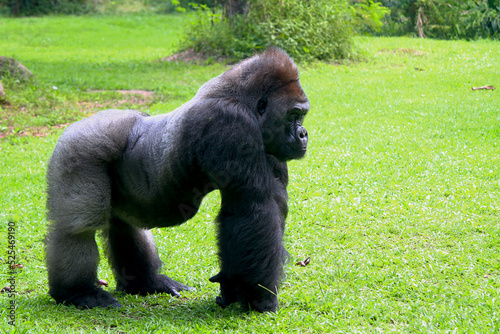 Gorilla in the Ragunan zoo Indonesia