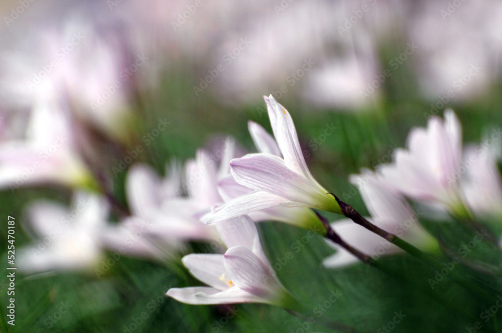white crocuses white crocuses