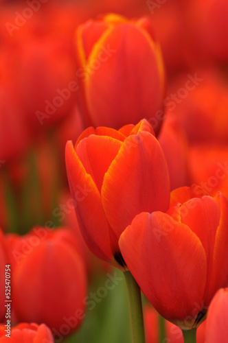 blossoming tulips in spring