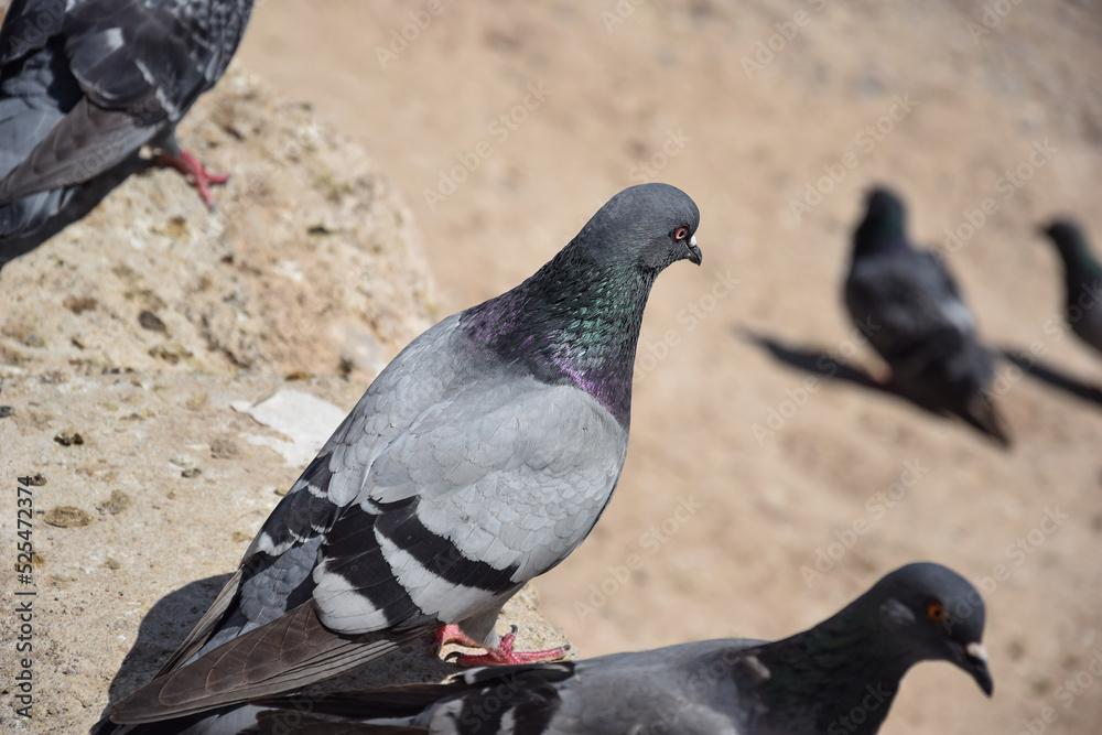 Fototapeta premium Pigeons in the city