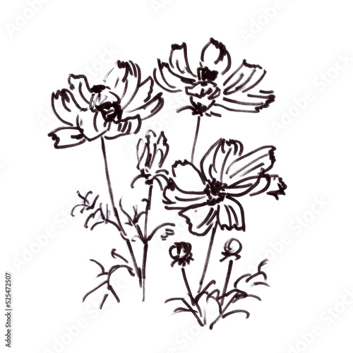 blooming kosmeya, Kosmos flower, graphic black and white drawing