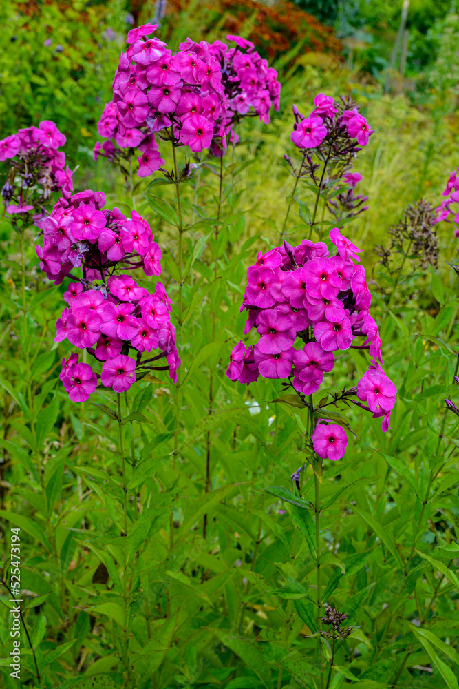 Annual Phlox (Phlox drummondii) in garden .