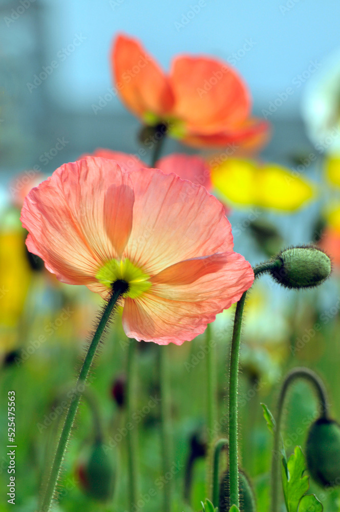 Obraz premium blossoming poppy flowers