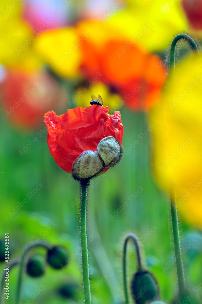 Obraz premium blossoming poppy flowers