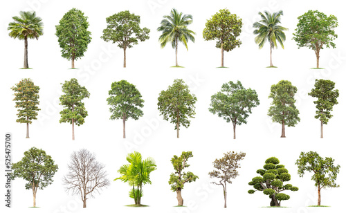 Print op canvas Isolated big tree on white background ,The collection of trees