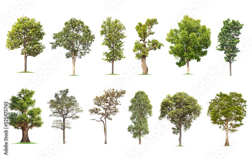 Isolated big tree on white background  The collection of trees. Large trees database Botanical garden organization elements of Asian nature in Thailand 