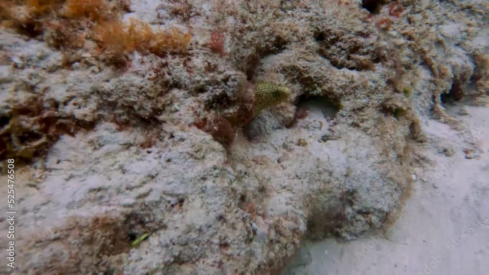 4k video of a Honeycomb Moray (Gymnothorax saxicola) in Cozumel, Mexico 4k video of a Honeycomb Moray (Gymnothorax saxicola) in Cozumel, Mexico