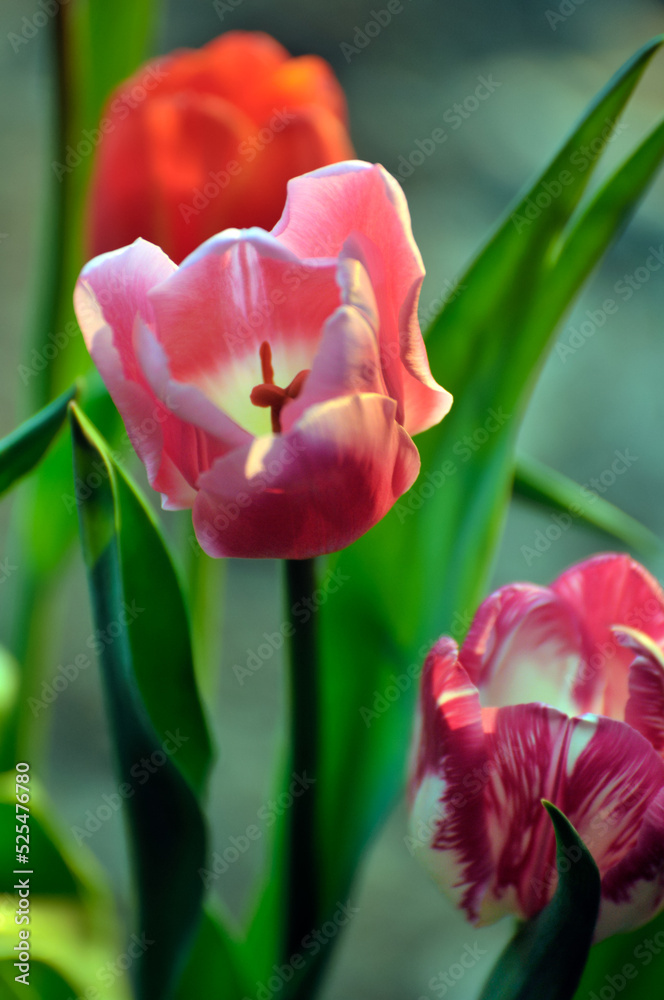 Naklejka premium blossoming tulips in spring