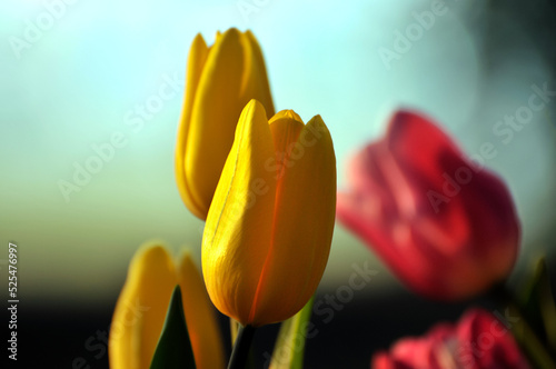 blossoming tulips in spring