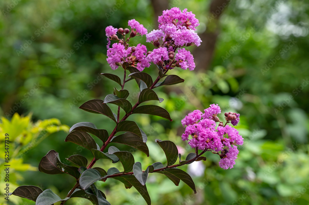 Largerstroemia indica, Crape myrtle: Black Leaf Diamond 'Purely Purple', unusual for its dark foliage Largerstroemia indica, Crape myrtle: Black Leaf Diamond 'Purely Purple', unusual for its dark foliage