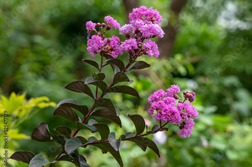 фотографія Largerstroemia indica, Crape myrtle: Black Leaf Diamond 'Purely Purple', unusual