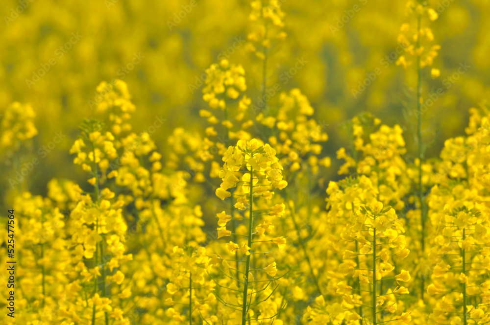 Flowering oilseed Flowering oilseed