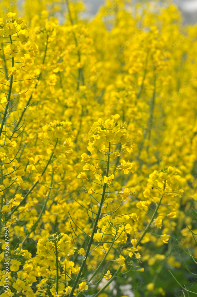 Flowering oilseed