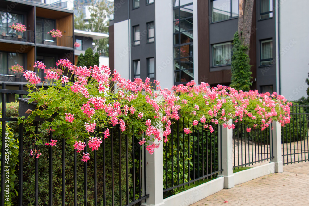 beautiful pink geraniums on the facade fence and balconies of a modern residential complex