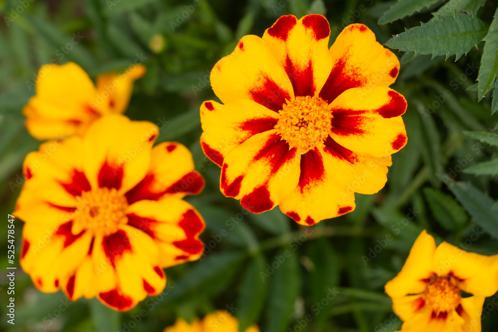 Marigolds are perennial plants of the Compositae family. Bright orange yellow marigold flowers in the garden Marigolds are perennial plants of the Compositae family. Bright orange yellow marigold flowers in the garden