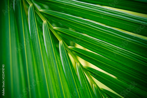 coconut leaves for background, Palm leaves for backdrop design art work or add text message. Tropical plant. © pattanawit