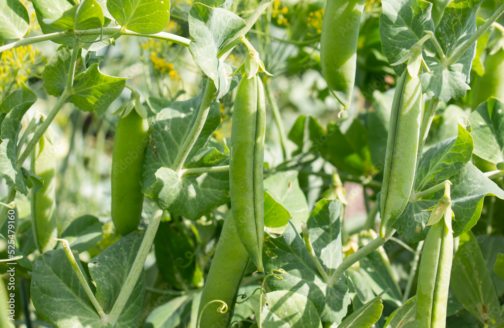 green pod of green peas. Harvest. Green pea. rich in vitamin A, B, C. Harvesting. green pod of green peas. Harvest. Green pea. rich in vitamin A, B, C. Harvesting.