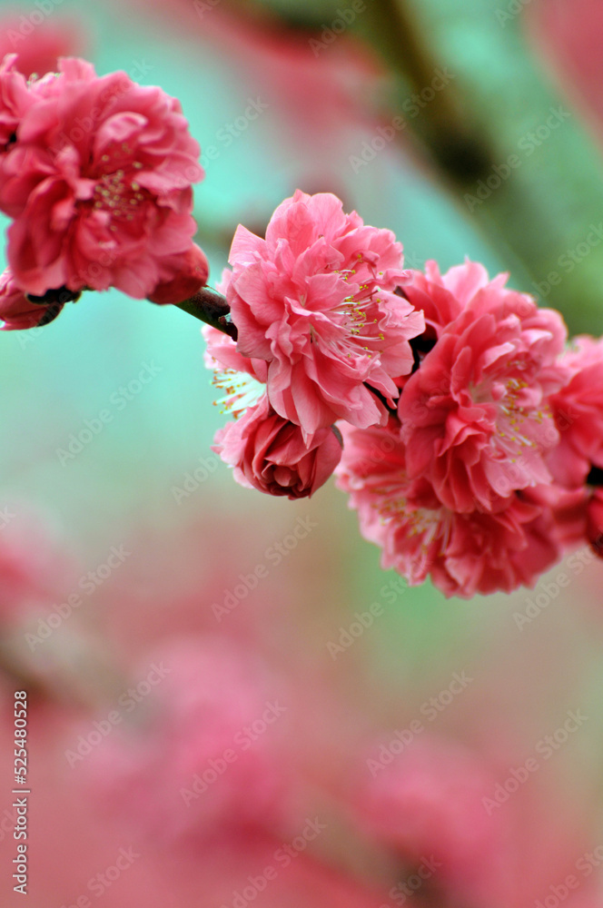 Pink cherry flower blossom Pink cherry flower blossom