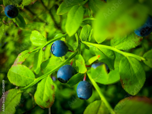 Branches with blueberries. Gifts of nature