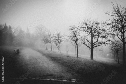 foggy morning in the city park. black and white photo with grain. antiqued photo