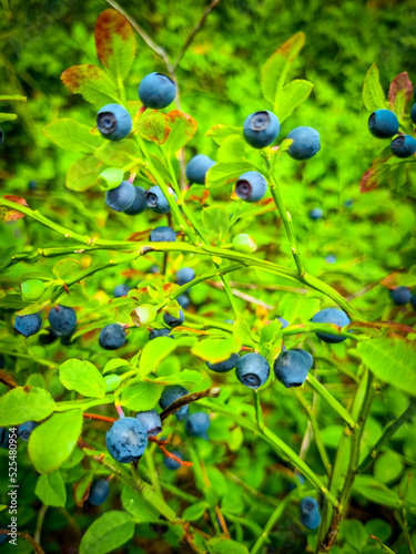 Branches with blueberries. Gifts of nature