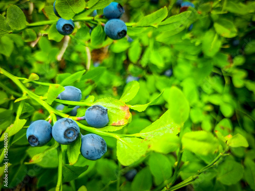 Branches with blueberries. Gifts of nature
