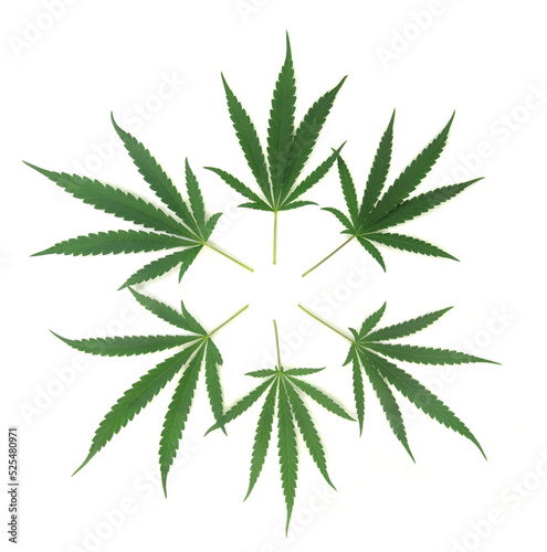 cannabis leave isolated on white background
