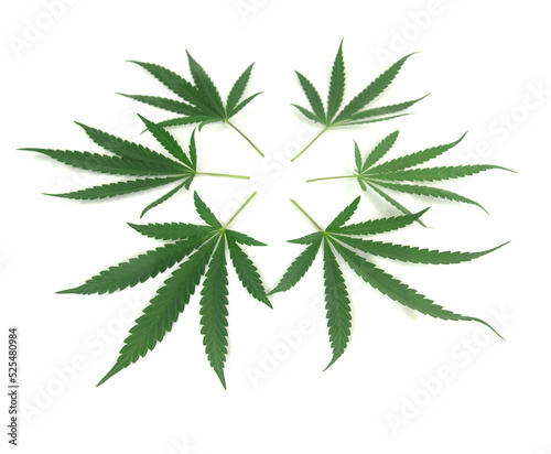 cannabis leaf isolated on white background