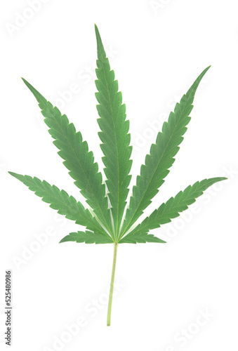 cannabis leaf isolated on white background