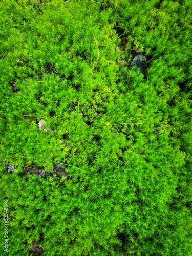 Green moss 