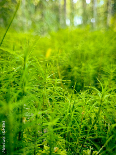 Green moss 