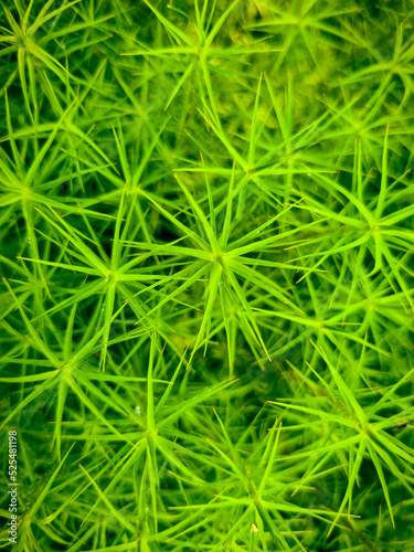 Green moss 