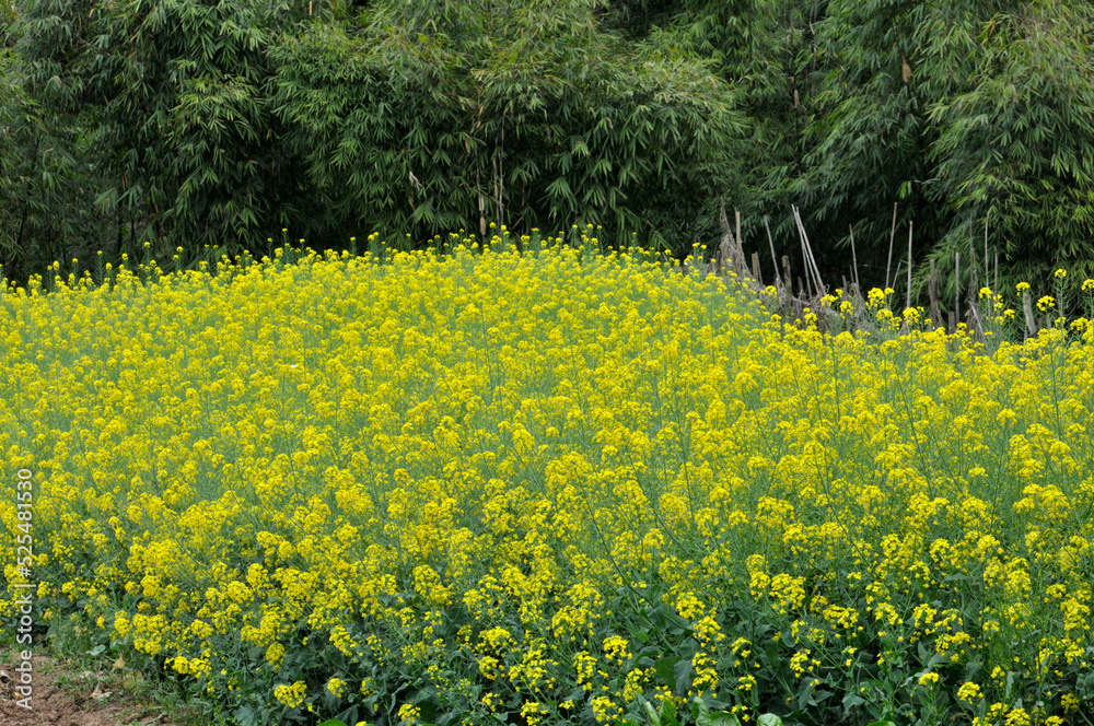Obraz premium Flowering oilseed