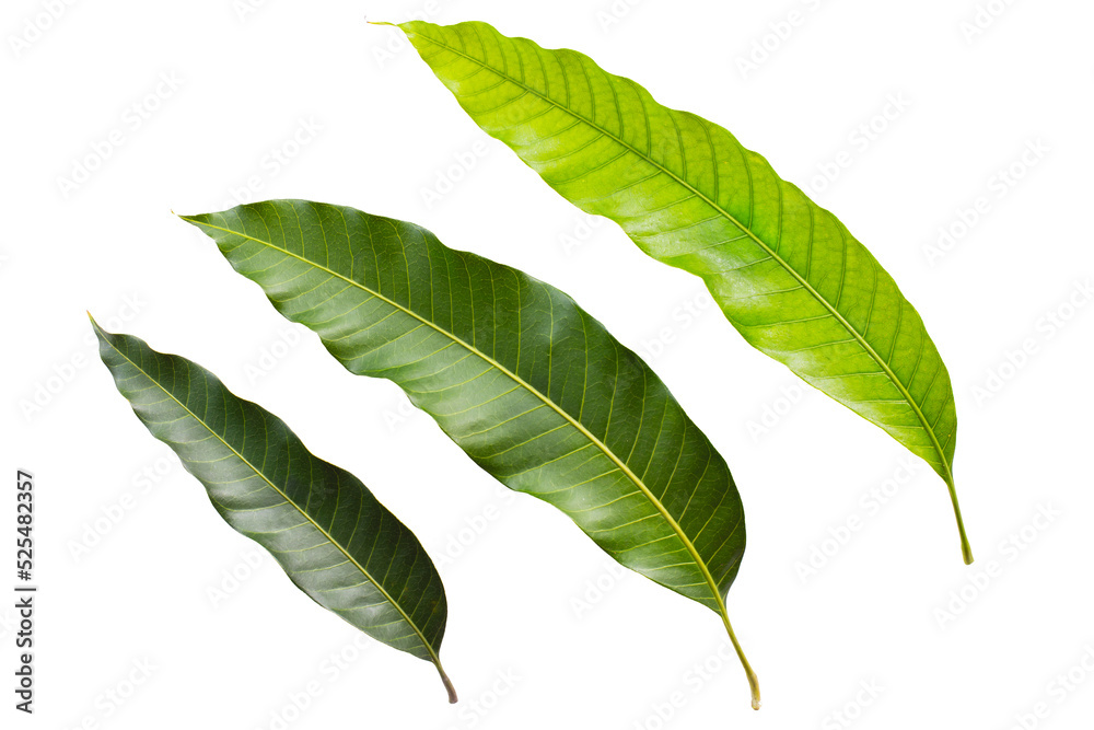 Fototapeta premium green leaf isolated on white background.