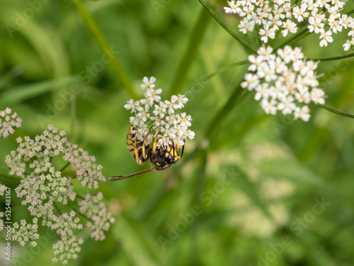 hoverfly in summer day