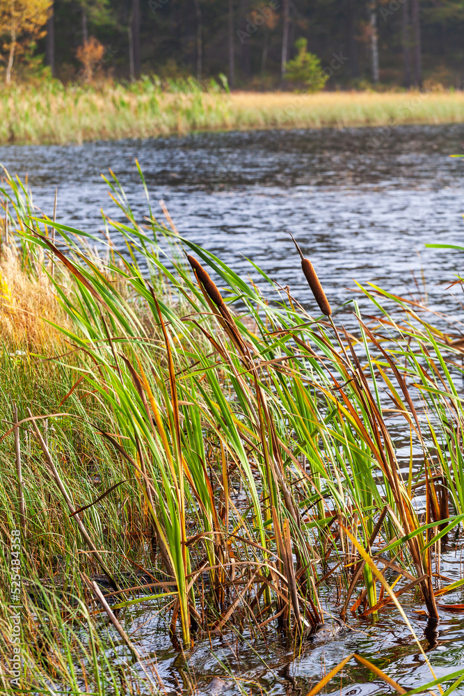 Obraz premium Bulrush plants at a lakeshore in autumn