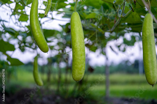 Calabash (Lagenaria siceraria) fruit from vegetable garden. locally known as bottle gourd, white flowered gourd, long melon, New Guinea bean Tasmania bean. crop planted and cultivated at farm
