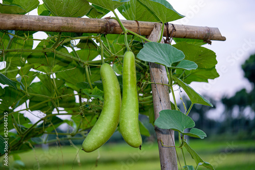 Calabash (Lagenaria siceraria) fruit from vegetable garden. locally known as bottle gourd, white flowered gourd, long melon, New Guinea bean Tasmania bean. crop planted and cultivated at farm
