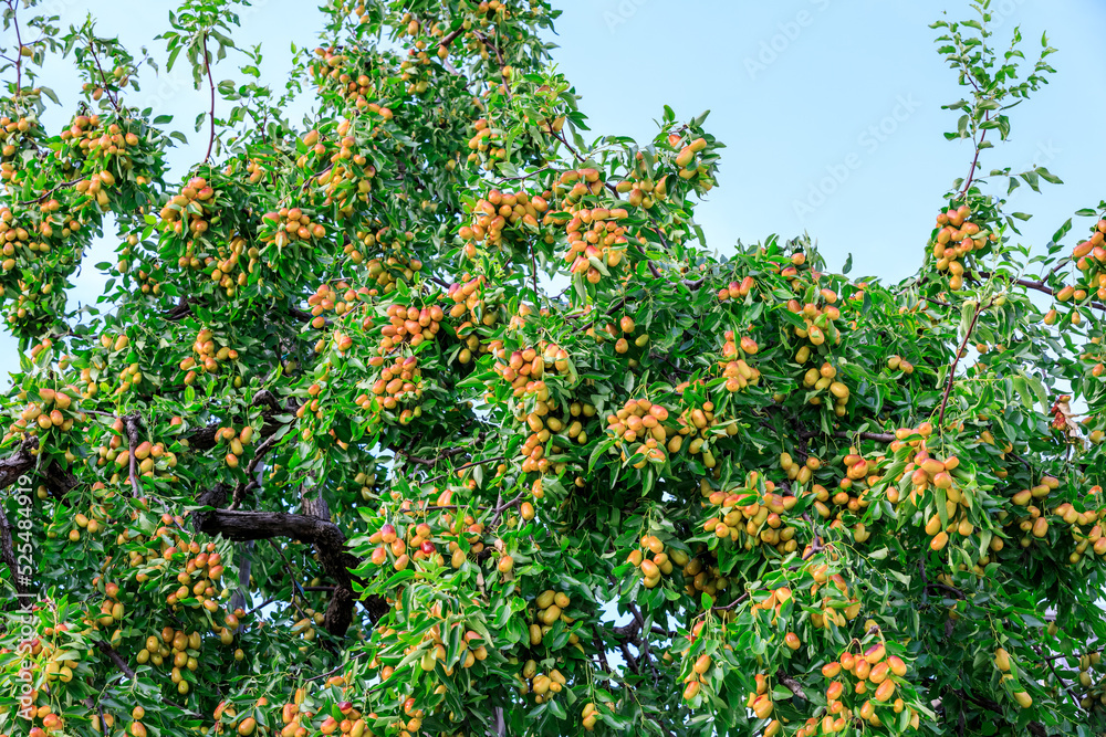 Sweet jujubes grow on jujube tree. Ripe date fruits in autumn season. Sweet jujubes grow on jujube tree. Ripe date fruits in autumn season.