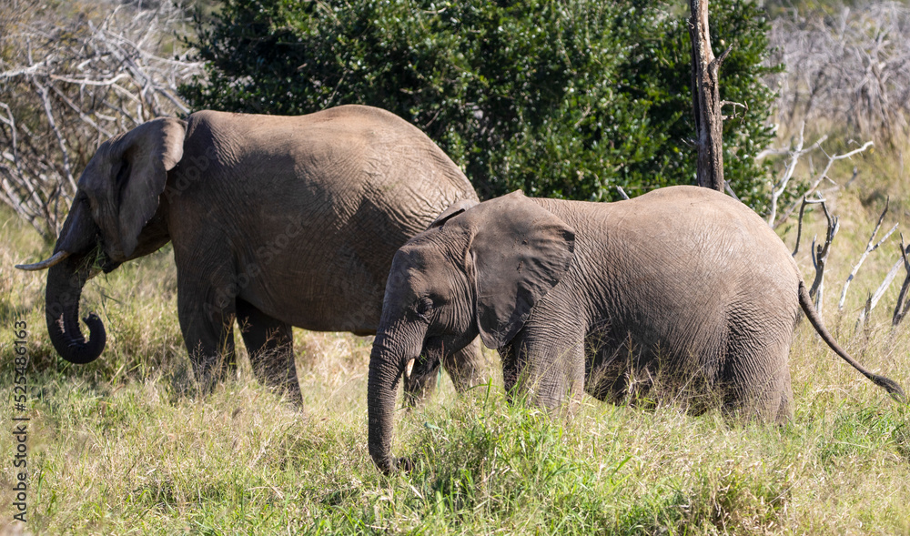 Obraz premium African elephant family in the African savannah of South Africa in Kruger National Park, the largest herbivorous mammal in the world and one of the five big ones in Africa.