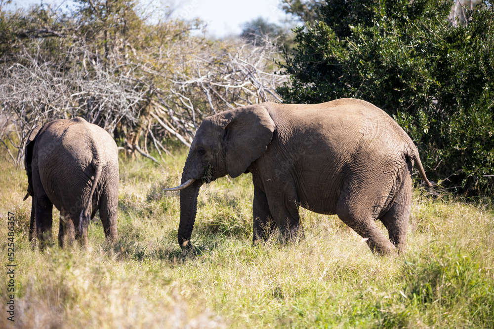 Small African elephants learning to live in the wilds of the African savannah of South Africa's Kruger National Park, these herbivorous animals are one of Africa's Big Five.