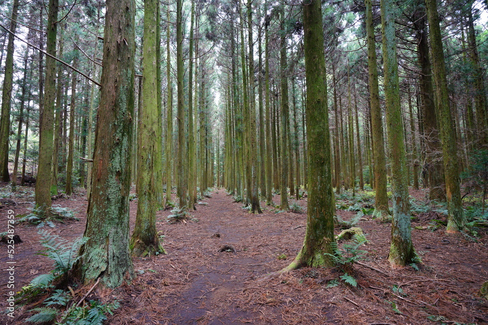 mossy cedar woods in autumn forest mossy cedar woods in autumn forest
