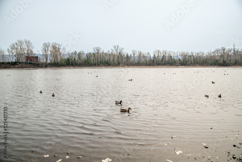 flock of wild birds ducks on the autumn river