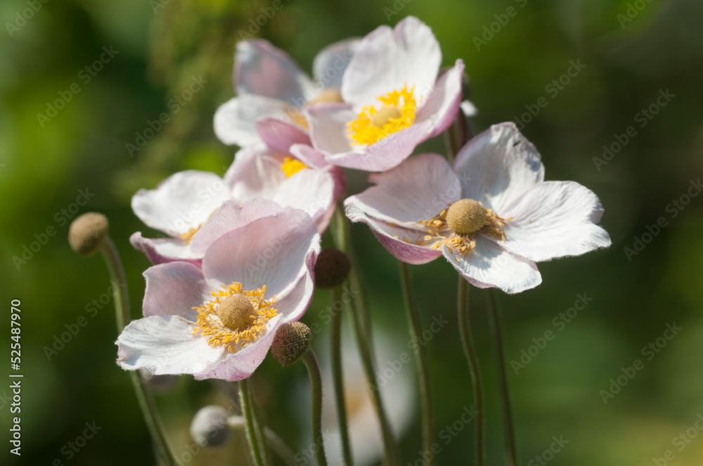 Japanese anemone (Eriocapitella hupehensis) flowers Japanese anemone (Eriocapitella hupehensis) flowers