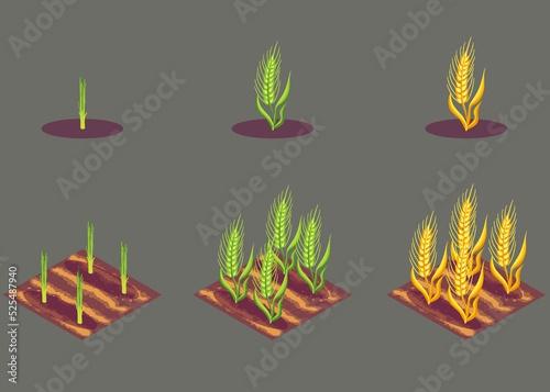 Vector background illustration wheat, barley, rye, cereal growth phases